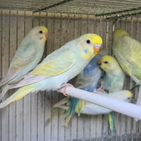 Cocorite Rainbow e Comuni