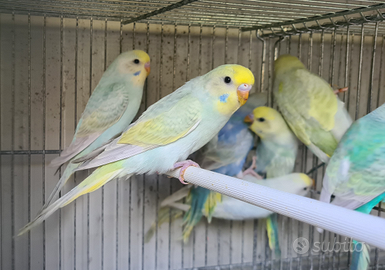 Cocorite Rainbow e Comuni