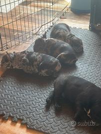 Cucciolo bulldog francese merle