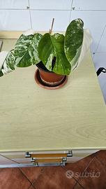 Monstera Deliciosa Albo Variegata Half moon