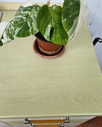 Monstera Deliciosa Albo Variegata Half moon