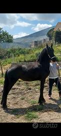 Puledra frisone