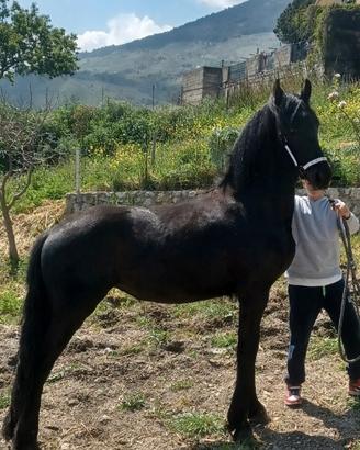 Puledra frisone