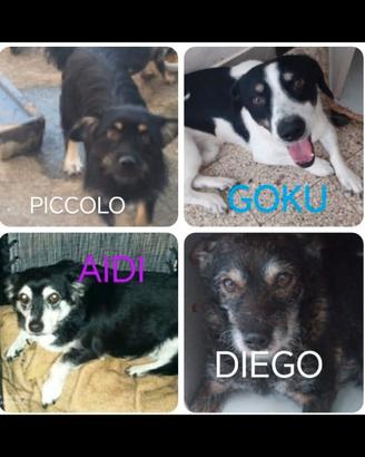 Cani orfani taglia piccola