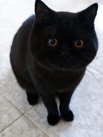 British Shorthair maschio per accoppiamento