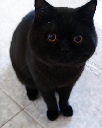 British Shorthair maschio per accoppiamento