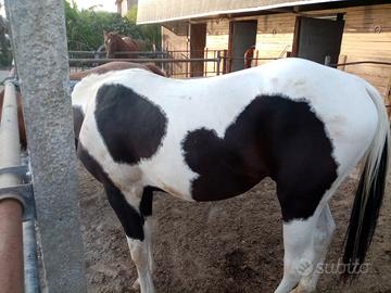 Cavallo paint