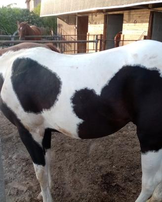 Cavallo paint
