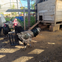 Australorp