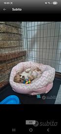 Chihuahua