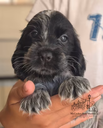 Cucciole di cocker Inglese 