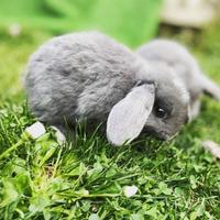 Coniglietto nano ariete