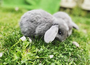 Coniglietto nano ariete