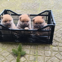 Shiba inu cuccioli