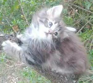 Cucciolata figlia di Norvegesi tutta Italia
