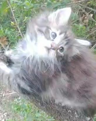 Cucciolata figlia di Norvegesi tutta Italia