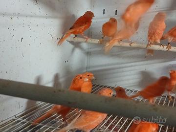 canarino rosso
