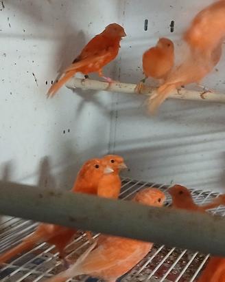 canarino rosso