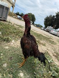 Gallo shamo