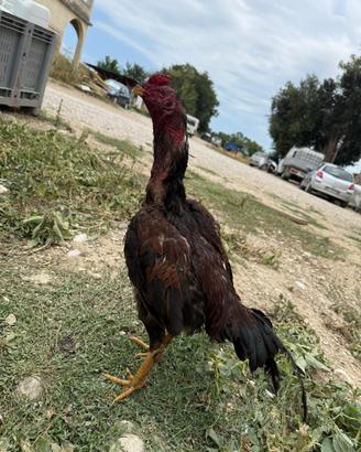 Gallo shamo