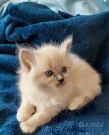 Cuccioli Ragdoll Blue Point Seal Point