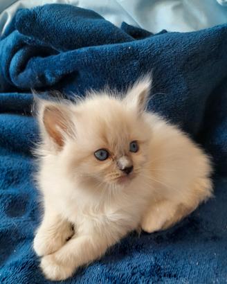 Cuccioli Ragdoll Blue Point Seal Point