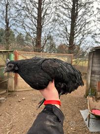 Cemani