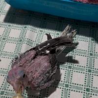 Pappagallo Calopsite allevato a mano