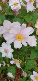 2 rizomi di anemone giapponese rosa