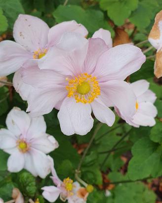 2 rizomi di anemone giapponese rosa