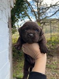 Labrador cuccioli con pedigree maschi e femmine