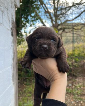 Labrador cuccioli con pedigree maschi e femmine