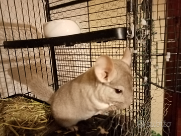 Cucciolo di cincillà