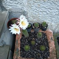 Trichocereus grandiflorus - Piante grasse