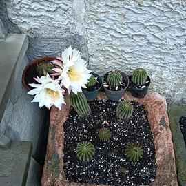 Trichocereus grandiflorus - Piante grasse