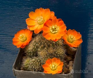 Cactus del genere Digitorebutia (Mediolobivia)
