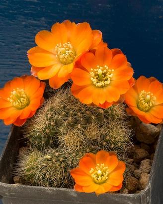 Cactus del genere Digitorebutia (Mediolobivia)