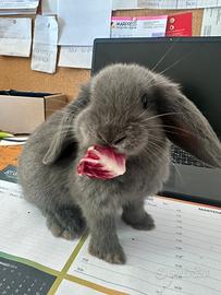 Coniglio Ariete nano blu di Vienna