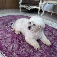 Barboncino nano femmina