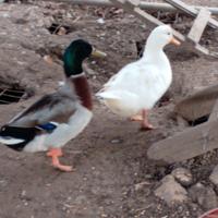 Coppia anatre 8 mesi di età