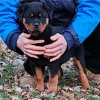 Cuccioli femmine Rottweiler