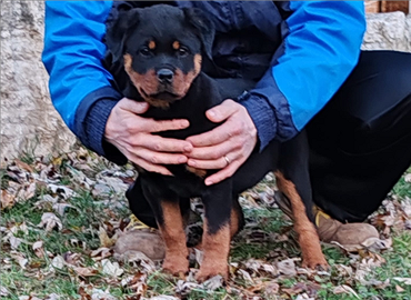 Cuccioli femmine Rottweiler