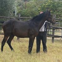 Puledra Maremmana 2024