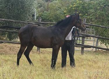 Puledra Maremmana 2024