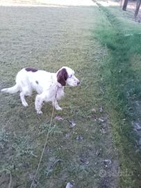 SETTER INGLESE maschio 2 anni
