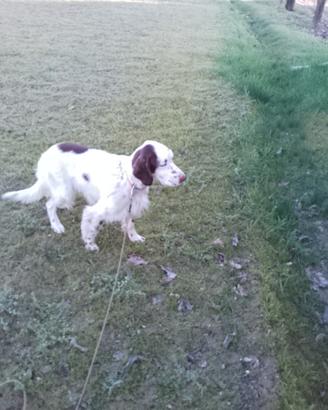 SETTER INGLESE maschio 2 anni