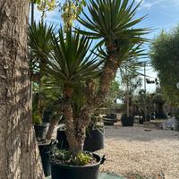 Pianta 10 anni yucca gloriosa altezza 200 cm