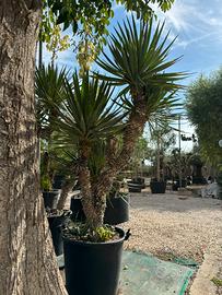 Pianta 10 anni yucca gloriosa altezza 200 cm