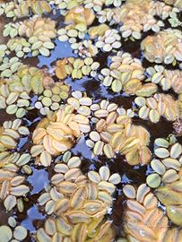 Salvinia Natans (pianta acquatica gallegiante)