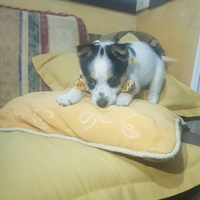 Cucciolo incrocio Jack rass